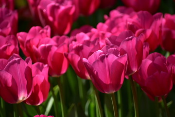 Fototapeta premium Tulipa gesneria pink blooming in Keukenhof gardens