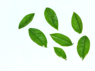 green leaves isolated on white background