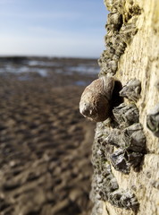 Escargot
