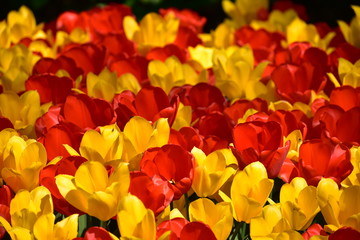 Fototapeta na wymiar Tulipa gesneria yellow and red blooming in Keukenhof gardens