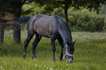Naklejka na ściany i meble Horse grazing on grass outdoors in ranch