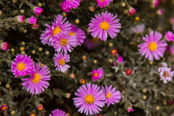 Lilac gentle flowers chrysanthemums blossom as background in the autumn garden. Horizontally.