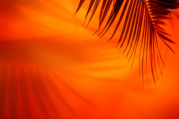 Shadow of palm tree leaves in yellow red lush lava colors