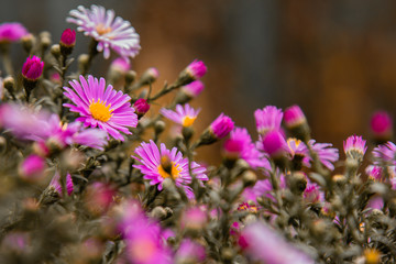 Lilac gentle flowers chrysanthemums blossom as background in the autumn garden. Horizontally.