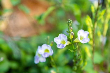 Close up of Light Purple Petunia flowers, White petunia and blurred background.