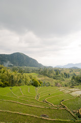 Fototapeta premium Landscape of terraced rice field, Ranggu, West Manggarai, Flores Island, East Nusa Tenggara, Indonesia