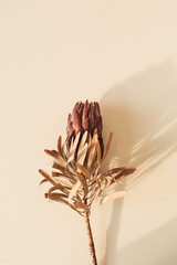 One dry red protea flower on pastel beige background. Minimal tropical exotic floral composition.