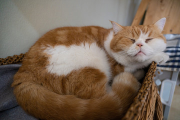 cat relaxing in modern home on the floor.
