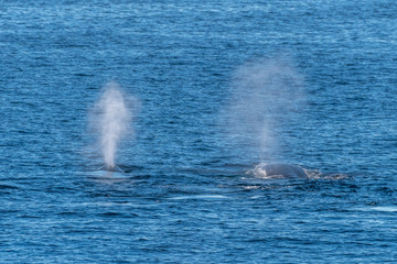 Fototapeta premium Two Humpback Whales (Megaptera novaeangliae) spout off the coast of Baja