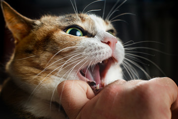 Ferocious red cat bites its owner in the arm with all its power.
