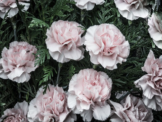 Flowers background with pink flowers