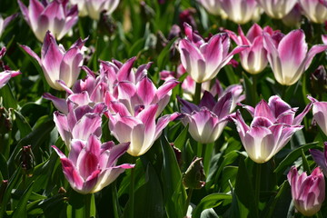 Pointy multicolored Tulipa gesneria blooming in Keukenhof gardens