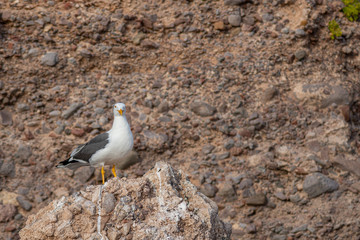 Adult Yellow-footed Gull perched on a rocky shore