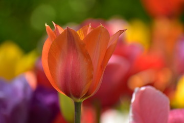 Closeup orange Tulipa gesneria blooming in Keukenhof gardens