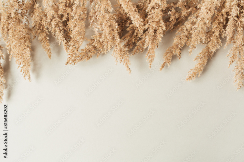 Wall mural reeds foliage branches on neutral pastel beige background. flat lay, top view minimal floral templat