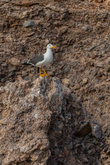 Adult Yellow-footed Gull perched on a rocky shore
