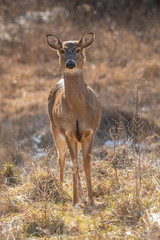 Front view of a backlit while-tailed deer (Odocoileus virginianus) stands in a meadow in winter.