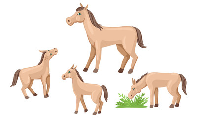 Set of foals and horse. Farm animals walk and graze. Vector illustration