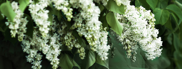 Cropped picture of white lilac bloom flowers in spring. Cover with springtime theme. Botanical garden. Allergic time. Scenic white lilac.
