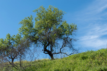 Tree, blue sky, green field