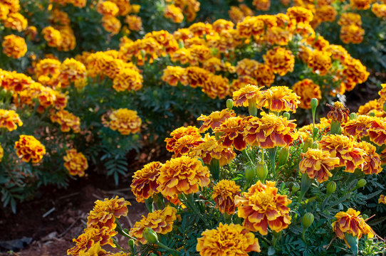 Blooming French Marigold in garden, Tagetes Patula, orange yellow bunch of flowers, green leaves, small shrub, selective focus.