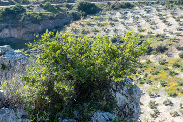 Tree on Olive field background