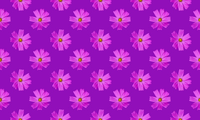 Fototapeta na wymiar Cosmos flowers seamless pattern background