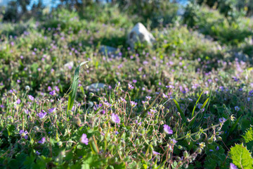 Pink Bush Flowers