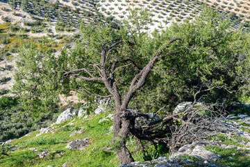Tree on olive field background