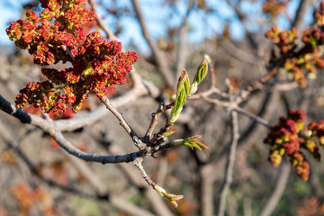 Branch with red buds