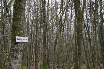 Winter lake wetland forest path