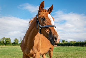 A horse standing in a field on a sunny day