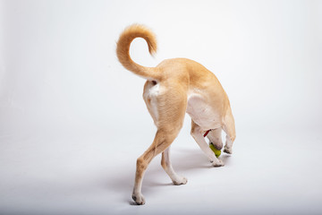 Dogs tail