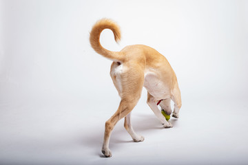 Obraz premium Dogs tail