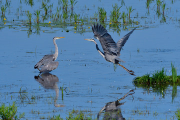  Graureiher (Ardea cinerea) bei der Jagd