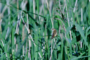Schilfrohrsänger (Acrocephalus schoenobaenus)