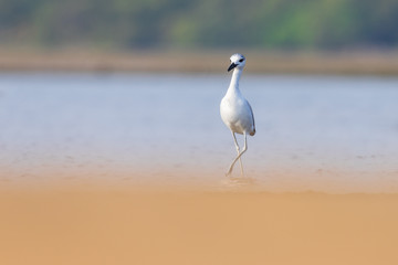 Crab plover