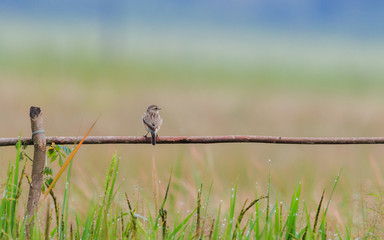 Bird on the fence