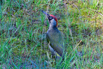 Grünspecht bei der Futtersuche