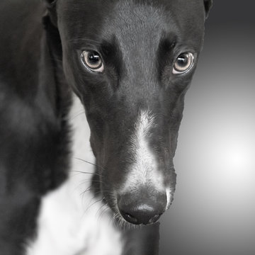 close up of greyhound dog's face in black and white
