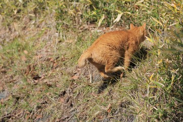 斜面を駆け上がっている猫