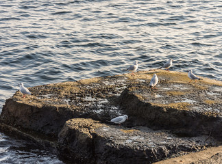 Flying seagulls over the sea look like angels.