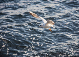 Flying seagulls over the sea look like angels.
