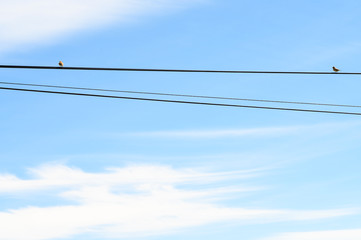 2 Birds sitting on a wire on sunny day