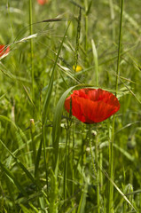 Red Poppy