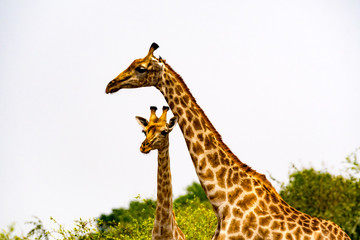 Südafrika