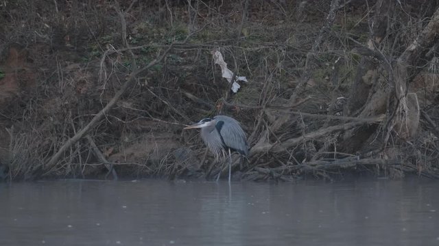 Great Blue Heron Hunts for Fish at the outfall river of the Jordan Lake Recreation Area Dam in North Carolina