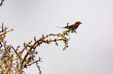 Südafrika