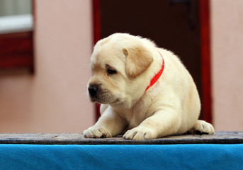 sweet labrador puppy on a blue background