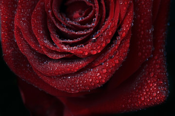 Greeting card for the spring holiday. Red rose with water drops close-up. Macro drops background. Rose is a symbol of love. Declaration of love.